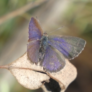 Erina hyacinthina at Jerrabomberra, NSW - 15 Oct 2022