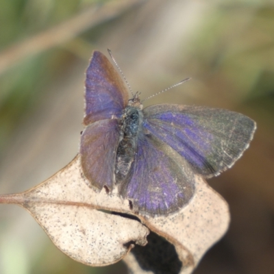 Erina hyacinthina (Varied Dusky-blue) at Mount Jerrabomberra - 15 Oct 2022 by SteveBorkowskis