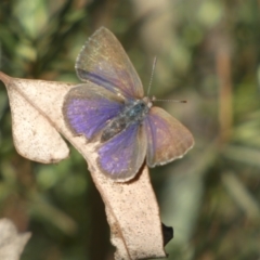 Erina hyacinthina at Jerrabomberra, NSW - 15 Oct 2022