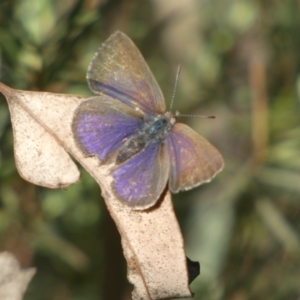 Erina hyacinthina at Jerrabomberra, NSW - 15 Oct 2022 05:48 PM