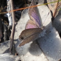 Erina hyacinthina at Jerrabomberra, NSW - 15 Oct 2022 05:48 PM