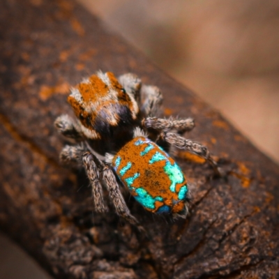 Maratus calcitrans (Kicking peacock spider) at Acton, ACT - 15 Oct 2022 by amiessmacro