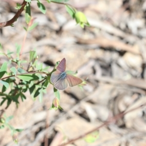 Erina sp. (genus) at Acton, ACT - 15 Oct 2022 02:25 PM