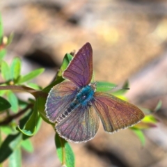 Erina (genus) at Acton, ACT - 15 Oct 2022