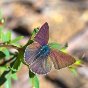 Erina (genus) at Acton, ACT - 15 Oct 2022