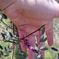 Indigofera australis subsp. australis at Bungendore, NSW - 15 Oct 2022