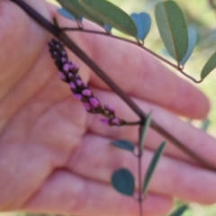 Indigofera australis subsp. australis at Bungendore, NSW - 15 Oct 2022