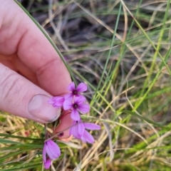 Tetratheca bauerifolia (Heath Pink-bells) at Bungendore, NSW - 15 Oct 2022 by clarehoneydove