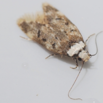 Endrosis sarcitrella (White-shouldered House Moth) at Stirling, ACT - 11 Oct 2022 by Harrisi