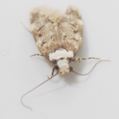 Endrosis sarcitrella at Stirling, ACT - 12 Oct 2022 12:41 AM