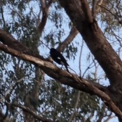 Strepera graculina (Pied Currawong) at Bungendore, NSW - 15 Oct 2022 by clarehoneydove