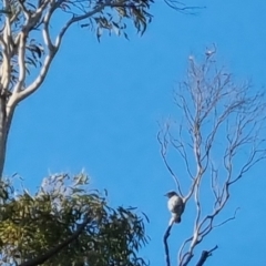 Coracina novaehollandiae at Bungendore, NSW - 15 Oct 2022