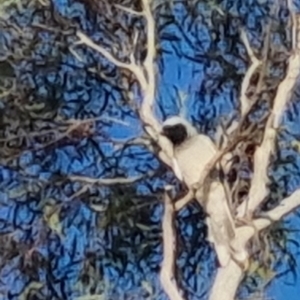 Coracina novaehollandiae at Bungendore, NSW - 15 Oct 2022