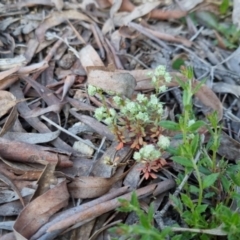 Poranthera microphylla (Small Poranthera) at Bungendore, NSW - 15 Oct 2022 by clarehoneydove