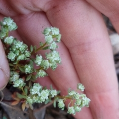 Poranthera microphylla at Bungendore, NSW - 15 Oct 2022