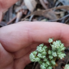 Poranthera microphylla at Bungendore, NSW - 15 Oct 2022