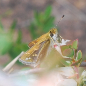 Taractrocera papyria at Coree, ACT - 12 Oct 2022 09:47 AM