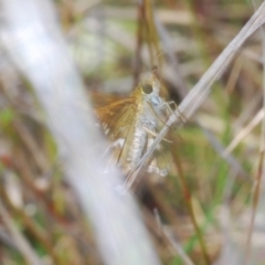 Taractrocera papyria at Coree, ACT - 12 Oct 2022