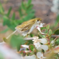 Taractrocera papyria at Coree, ACT - 12 Oct 2022