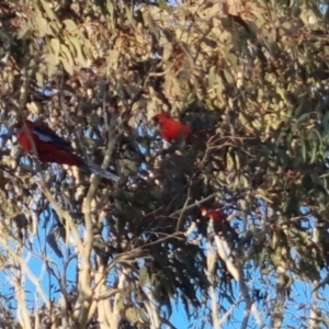 Platycercus elegans at Bungendore, NSW - 15 Oct 2022