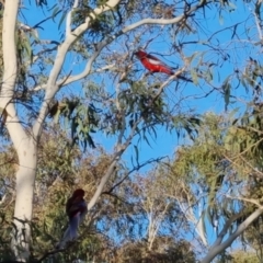 Platycercus elegans at Bungendore, NSW - 15 Oct 2022