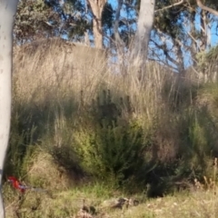 Platycercus elegans at Bungendore, NSW - 15 Oct 2022