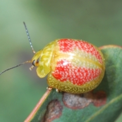 Paropsisterna fastidiosa (Eucalyptus leaf beetle) at Hughes, ACT - 12 Oct 2022 by Harrisi