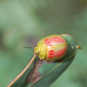 Paropsisterna fastidiosa at Hughes, ACT - 12 Oct 2022