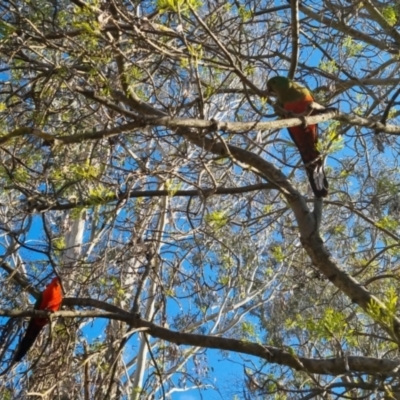 Alisterus scapularis (Australian King-Parrot) at Bungendore, NSW - 15 Oct 2022 by clarehoneydove