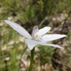 Glossodia major (Wax Lip Orchid) at Stromlo, ACT - 15 Oct 2022 by RobG1