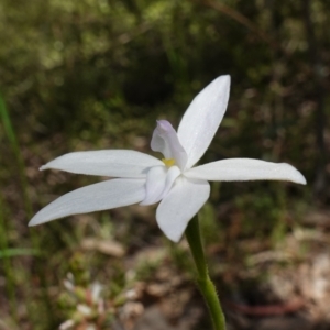 Glossodia major at Stromlo, ACT - 15 Oct 2022