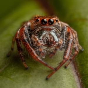 Opisthoncus sp. (genus) at Hackett, ACT - 15 Oct 2022