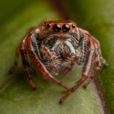 Opisthoncus sp. (genus) (Unidentified Opisthoncus jumping spider) at Hackett, ACT - 14 Oct 2022 by Boagshoags