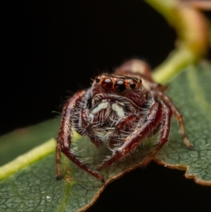 Opisthoncus sp. (genus) at Hackett, ACT - 15 Oct 2022