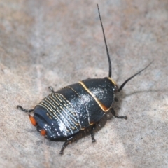 Ellipsidion australe (Austral Ellipsidion cockroach) at Hughes, ACT - 12 Oct 2022 by Harrisi