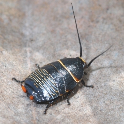 Ellipsidion australe (Austral Ellipsidion cockroach) at Hughes, ACT - 12 Oct 2022 by Harrisi