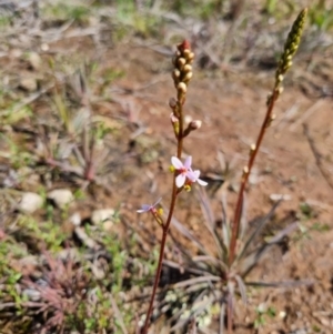 Stylidium graminifolium at Bungendore, NSW - 15 Oct 2022