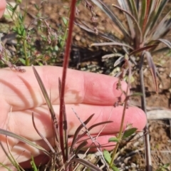 Stylidium graminifolium at Bungendore, NSW - 15 Oct 2022