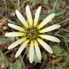 Arctotheca calendula (Capeweed, Cape Dandelion) at Boorowa, NSW - 15 Oct 2022 by drakes