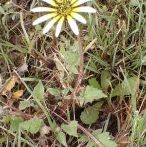 Arctotheca calendula at Boorowa, NSW - 15 Oct 2022 11:35 AM