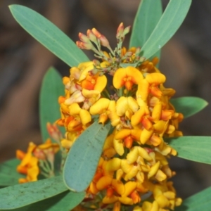 Daviesia mimosoides subsp. mimosoides at Hughes, ACT - 12 Oct 2022 01:19 PM