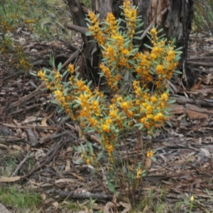 Daviesia mimosoides subsp. mimosoides at Hughes, ACT - 12 Oct 2022 01:19 PM