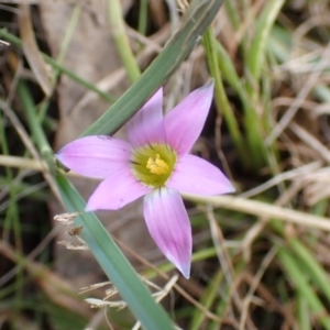 Romulea rosea var. australis at Boorowa, NSW - 15 Oct 2022 11:38 AM