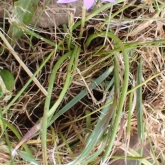 Romulea rosea var. australis at Boorowa, NSW - 15 Oct 2022 11:38 AM