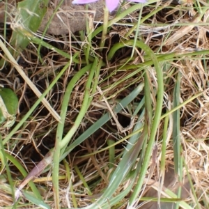 Romulea rosea var. australis at Boorowa, NSW - 15 Oct 2022 11:38 AM