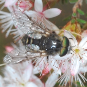 Dasybasis sp. (genus) at Hughes, ACT - 12 Oct 2022