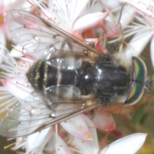 Dasybasis sp. (genus) at Hughes, ACT - 12 Oct 2022