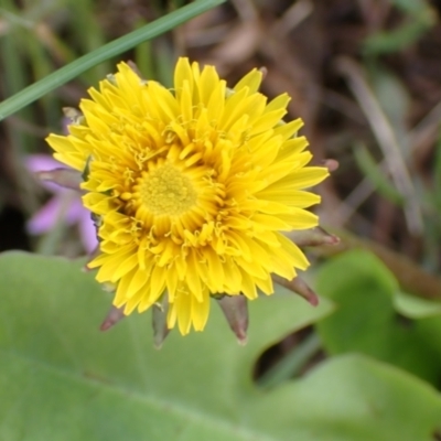 Taraxacum sp. (Dandelion) at Boorowa, NSW - 15 Oct 2022 by drakes