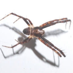 Argiope sp. (genus) (A St. Andrew's cross spider) at Stirling, ACT - 13 Oct 2022 by Harrisi