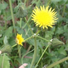 Sonchus oleraceus (Annual Sowthistle) at Boorowa, NSW - 15 Oct 2022 by drakes